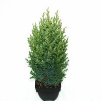 Chinese jeneverbes (Juniperus Chinensis "Stricta") conifeer - thumbnail