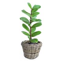 Planten/bloemen mand - rotan - gevlochten riet - D32 x H23 cm - drypot - plantenpot