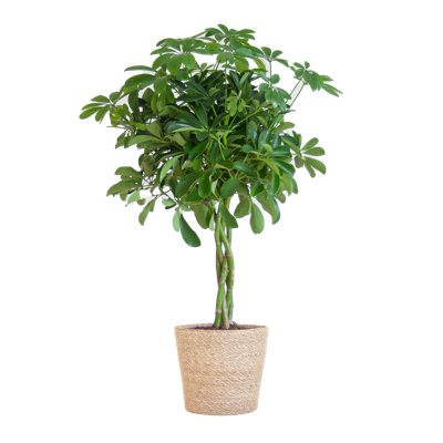 Schefflera Arab Nora met Mand Sofia naturel - 70cm - Ø21
