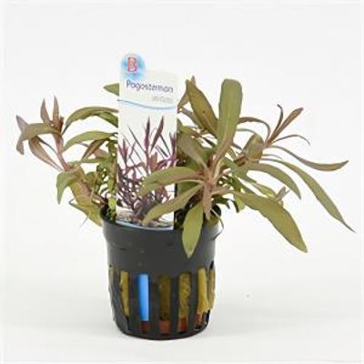 Pogostemon stellata - 6 stuks - aquarium plant