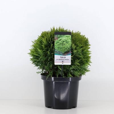 Thuja occidentalis danica 30-40 cm - Warentuin natuurlijk
