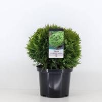 Thuja occidentalis danica 30-40 cm - Warentuin natuurlijk