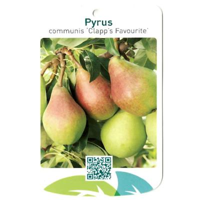 Pyrus Communis Clapp s Favourite - Oosterik home