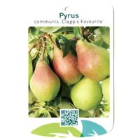 Pyrus Communis Clapp s Favourite - Oosterik home