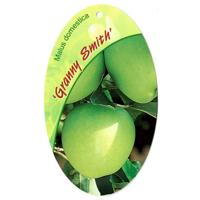 Malus Domestica Granny Smith - Oosterik home