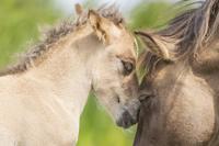 Natuurfotografie Oostvaardersplassen