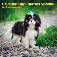 Cavalier King Charles Spaniel Kalender 2026