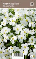 Vips Aubrieta gracilis Florado White - Randjesbloem