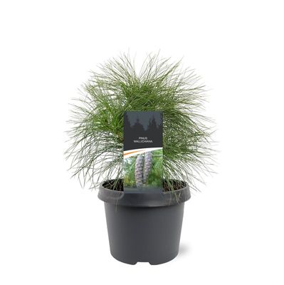 pijnboom