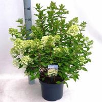 Hydrangea Paniculata "Bombshell"® pluimhortensia - 35-40 cm - 1 stuks