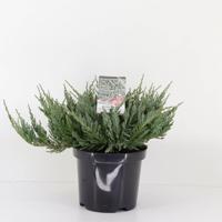 Juniperus hor blue chip 35 cm - Warentuin natuurlijk