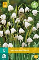 Leucojum aestivum 10 bollen