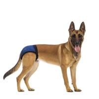 Nobleza Hondenbroekje met 3 pads - Maat L