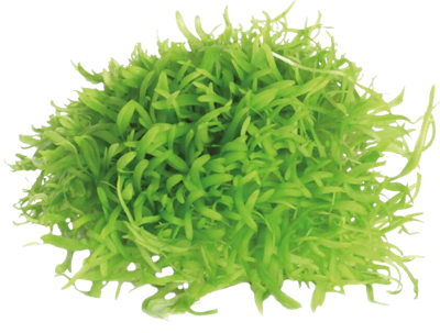 AquaVitaal Easy Grow Utricul. Graminifolia