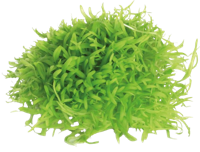 AquaVitaal Easy Grow Utricul. Graminifolia