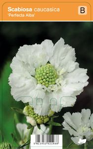Vips Scabiosa caucasica Perfecta Alba - Duifkruid
