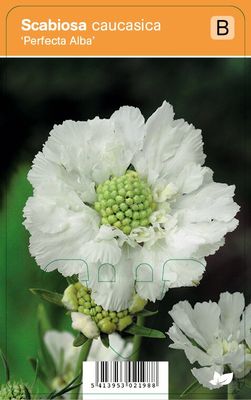 Vips Scabiosa caucasica Perfecta Alba - Duifkruid
