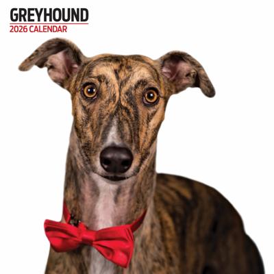 Greyhound Modern Kalender 2026