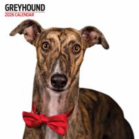 Greyhound Modern Kalender 2026