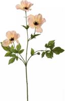 Anemoonsteel l64 cm perzik pure - Hortus