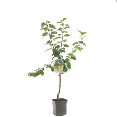 Prunus domestica Reine Claude d'Oullins Pruim laagstam fruitplant Fruithof - Fruithof