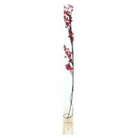Tak 'frosted Berry' 20led 75cm 2xaa