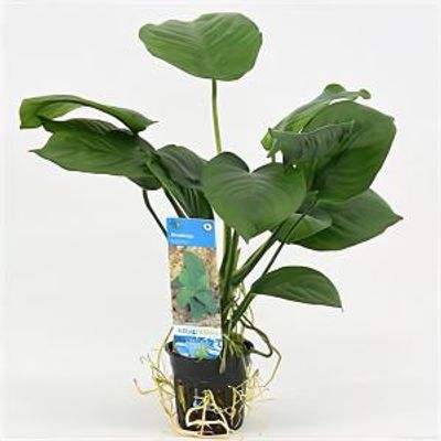 Anubias barteri - 6 stuks - aquarium plant