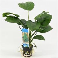 Anubias barteri - 6 stuks - aquarium plant - thumbnail