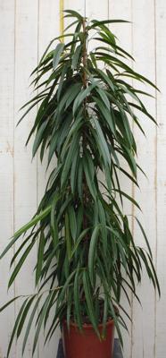 Kamerplant Ficus Smal blad 160 cm - Warentuin natuurlijk