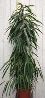 Kamerplant Ficus Smal blad 160 cm - Warentuin natuurlijk