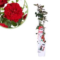 Rosa Crazy in love Red - Rode Klimroos - P15