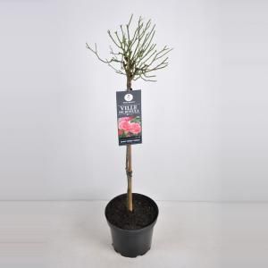 Trosroos op stam (rosa "Ville de Roeulx") - Stam 90 cm - 1 stuks