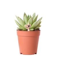 Kolibri Greens | Groene plant - Succulent Echeveria Miranda - groene kamerplant - vers van de kweker - Ø9cm