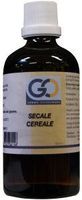 Secale cereale bio