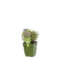 Bonte tijm kruid Thymus vulgare Silver Posie Griffioen - Griffioen