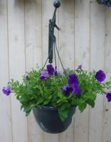 Hangplant Surfinia Hang Petunia paars Warentuin Natuurlijk - Warentuin natuurlijk