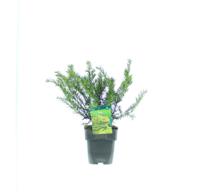 Taxus
