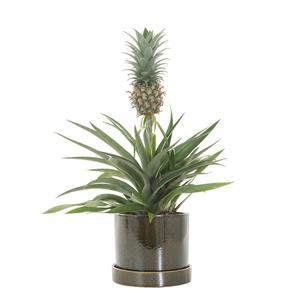 Ananasplant in trendy sierpot (groen) - P 14 cm