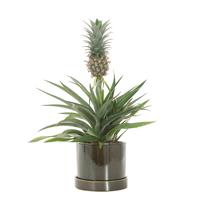 Ananasplant in trendy sierpot (groen) - P 14 cm Ananasplant in trendy sierpot (groen) - P 14 cm