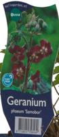 Geranium phaeum Samobor vaste plant Griffioen - Griffioen