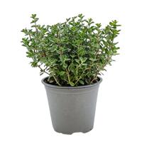 Marjolein Origanum majorana kruidenplant Warentuin Natuurlijk - Warentuin natuurlijk