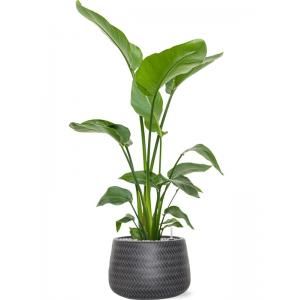 Plant in Pot Strelitzia Nicolai 110 cm kamerplant in Baq Angle 34 cm bloempot