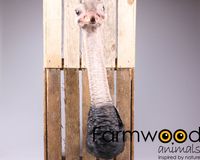Vogel struisvogel wandhanger 25x19x72 cm - Farmwood Animals