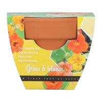 Grow gifts kweekset groeicadeautje oost-indische kers - Buzzy
