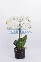 Phalaenopsis 5-tak - 68 cm