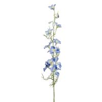 Delphinium