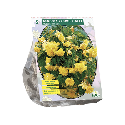 Begonia