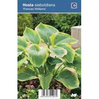 Hartlelie (hosta sieboldiana "Frances Williams") schaduwplant - 12 stuks