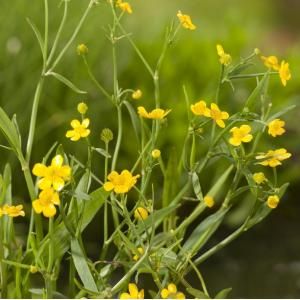 Egelboterbloem (Ranunculus flammula) moerasplant - 6 stuks