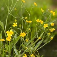 Egelboterbloem (Ranunculus flammula) moerasplant (6-stuks)